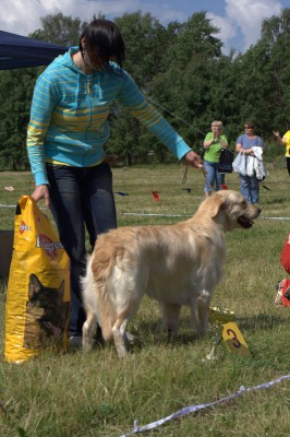 29 июня 2008 года, г. Брест. 3-е место на BEST IN SHOW за звание «лучшая собака выставки»