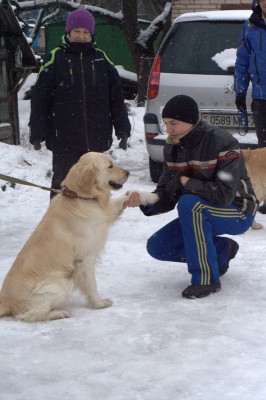 Золотистый ретривер Теди в семье Канарских Антона и Маши, появился несколько недель назад, будучи взрослым псом. 