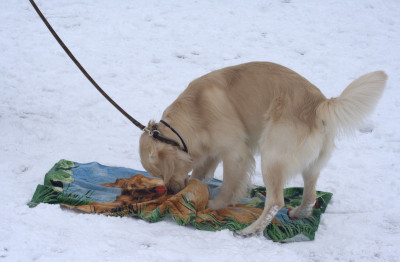 По команде «копай», собака пытаясь раскопать предмет, закручивает его в ткань и задачка усложняется. 