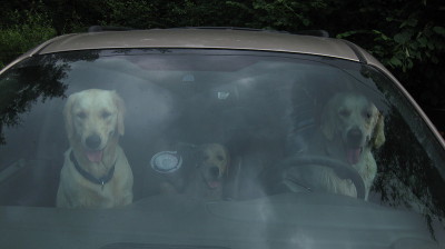 Вещи сложены, собаки ждут в машинах.