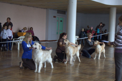 Выставка собак клуба "ЭЛИТА"