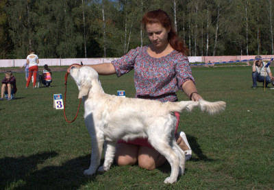 ANGELONATO YOUR MAYESTY- большая перспектива 1 место, лучшая сука беби.