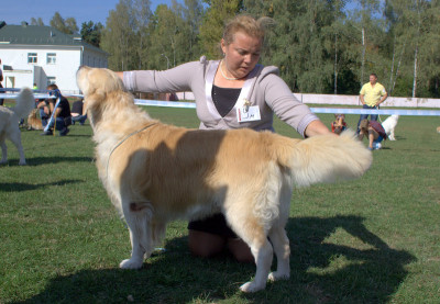 LUCH SOLNTSA ALMAY DOG – отлично 3