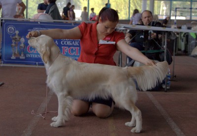 Золотой Охотник Ванесса Принцесса- лучшая сука юниор на международной выставке собак всех пород. Обладатель кавлификации "КРАВТ".