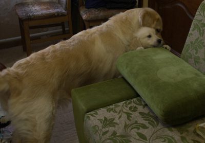 Мама, не залазил я на диван, тебе показалось!