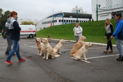 Отработка команды сидеть в группе собак с отходом владельца